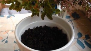 Чай из листьев Рябины Красной.