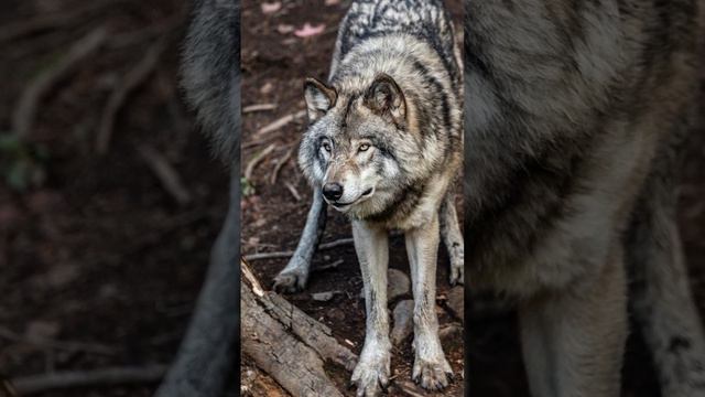 Wild Majesty: Unveiling the Secrets of Wolves