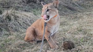 Защита  территории от незваного гостя.