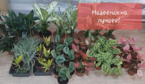 Обзор поступления комнатных растений от 20 марта 2022г. Маранта, Тилландсия, Аглаонема и др..mp4