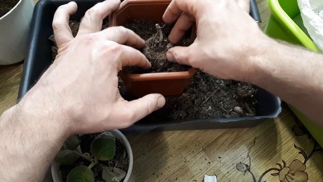 ГЛОКСИНИИ после пробуждения. Как ПРАВИЛЬНО ПЕРЕСАДИТЬ. Кайзер Вильгельм, Кайзер Фридрих, Брокада