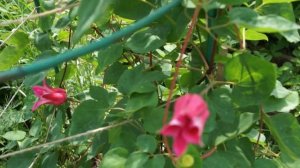 Новые клематисы в моем саду