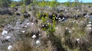 Белоснежная пушица влагалищная