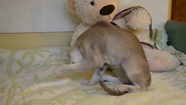 Ориентальный котенок мальчик Adamas Fabens смотреть онлайн