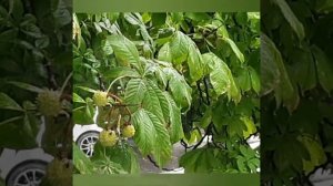 ЛЮБИМЫЕ ЖЕНЩИНЫ МАЯКОВСКОГО