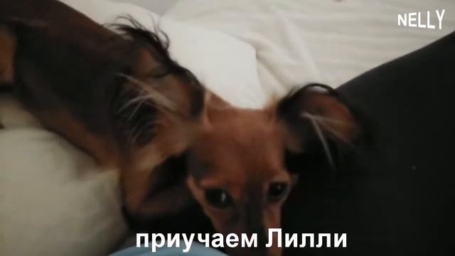 С 1 сентября, Лилли! смотреть онлайн