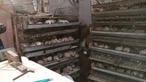 Затраты и выручка от продажи перепелиного яйца.