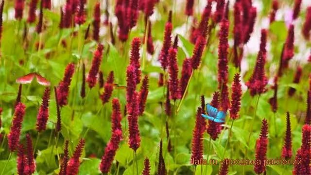 Горец обыкновенный Блэкфилд ? обзор: как сажать, саженцы горца Блэкфилд смотреть онлайн