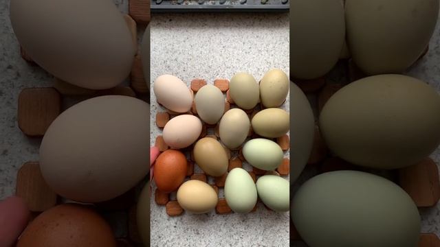 Яйцо Оливковых Эггеров. Оливэггер цвет яиц. Olive egger chicken eggs.