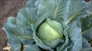 Капуста в сентябре. Все внимание белокочанной