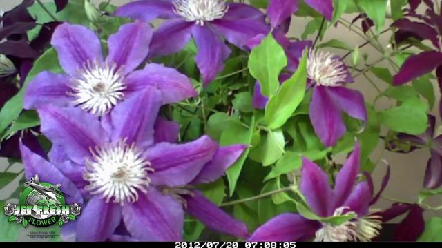 JFTV presents: Clematis Cut Flowers Time Lapse смотреть онлайн