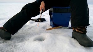 Рыбалка в Челябинской области.Окуни выпрыгивают из лунки