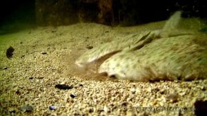 Big flatfish attack fishing lure underwater. HD Крупная камбала атакует искуственную приманку.
