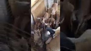 Козлята из питомника "king-parrot.ru"