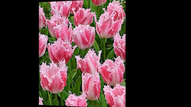 #Тюльпаны11 #Цветы для сада и бизнеса от Ольги Шевчук смотреть онлайн