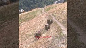 Горянки и труд,,Дети - гор, Тляратинский район☝, р. Дагестан,