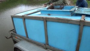 ✔️Зарыбление пруда / Запускаем Толстолобика