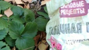 Для чего клубнике осенью Табачная пыль