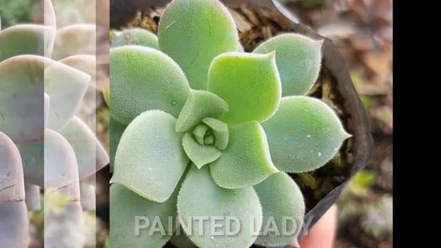 SUCCULENTS WITH NAME | IDENTIFY YOUR SUCCULENTS смотреть онлайн