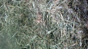 Травяная мука из нее - очень ценный корм, который лишь на чуть,уступает по питательности зерну.