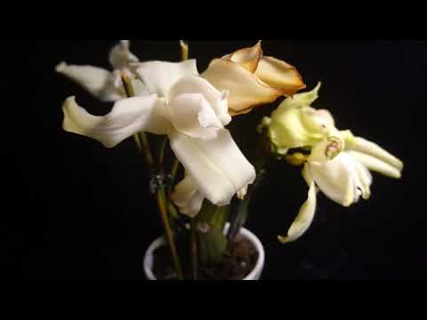 Странное цветение Ликасты 'White star'.mp4