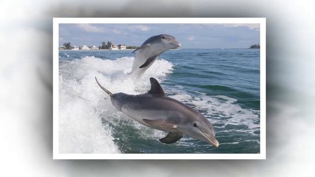 кит касатка дельфин смотреть онлайн