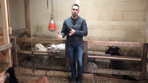 Здоровье козы после окота | Чем кормить козу? Уход за козой после окота