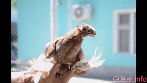 Голуби Казахстана / Голуби / 7 / Pigeons / doves / dove