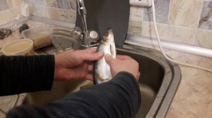 Как отличить самца от самки сельди и выбрать рыбу с икрой.