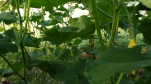 Огурец сорт Гунар!!! Собираем урожай!!!