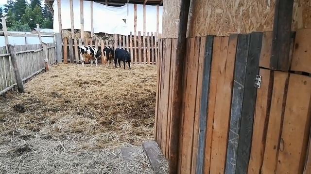 18+ История о том, как мы быка сдавали на мясо смотреть онлайн