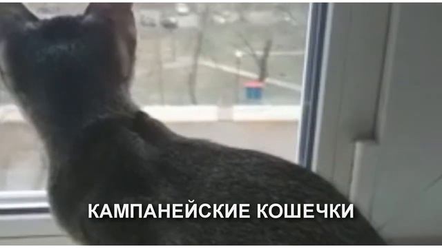 Кошечки Чаузи  Chausie kittens