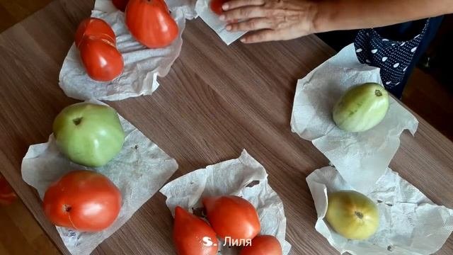 Томаты от коллекционера. Что посажу еще раз.