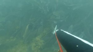 Подводная охота в Новосибирске на Оби 2016 год