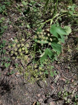 56. Борщевик сибирский - Heracleum sibiricum