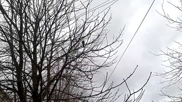 7 декабря 2017 года Сорока на дереве. смотреть онлайн