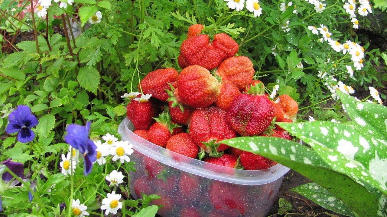 Начинаем борьбу с ранней весны  Как уничтожить земляничного клеща