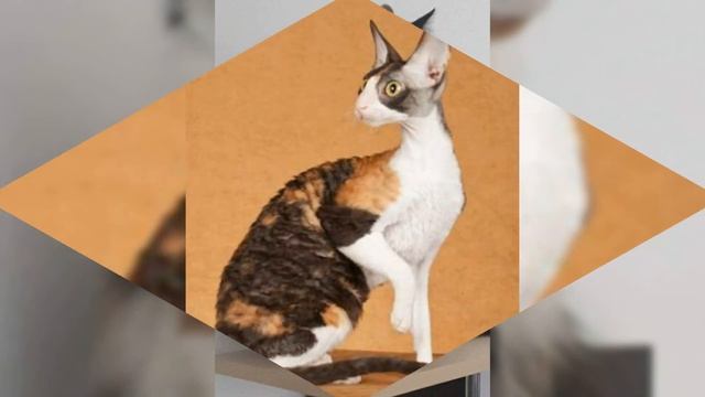 Трехцветные кошки! смотреть онлайн