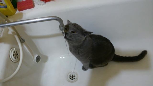 обзор шторки для душа с котом смотреть онлайн