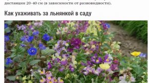 Льнянка марроканская Посадка и уход в открытом грун