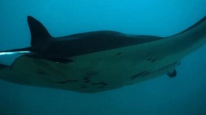 Водный мир острова Комодо 2 серия