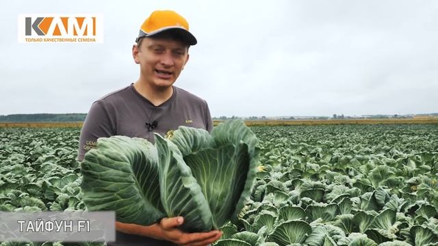 Капуста белокочанная Тайфун F1 смотреть онлайн