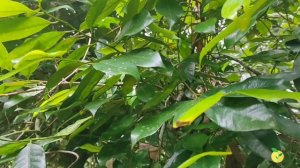 സ്ഥല പരിമിതി മറന്നേക്കൂ ..Vertical vegitable garden