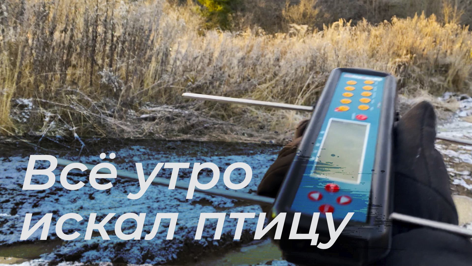 Моя птица пропала! Иду на поиски!