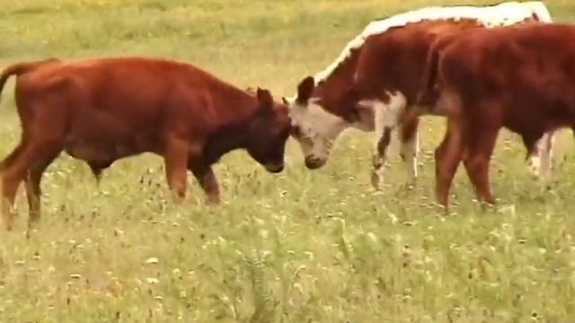 Памяти кота смотреть онлайн