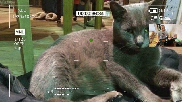 БЕЗДОМНУЮ кошку приютили, а спустя 3 недели СЛУЧИЛОСЬ УЖАСНОЕ!