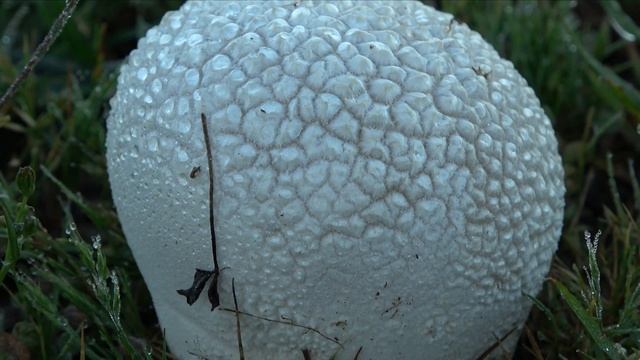 Boletus reticulatus, aereus, rebozuelos ... Setas en Julio 2021- Mushrooms in july 4k смотреть онлайн