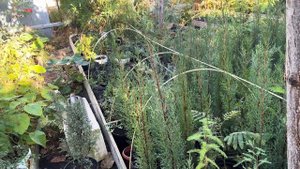 Влаголюбивые и засухоустойчивые растения