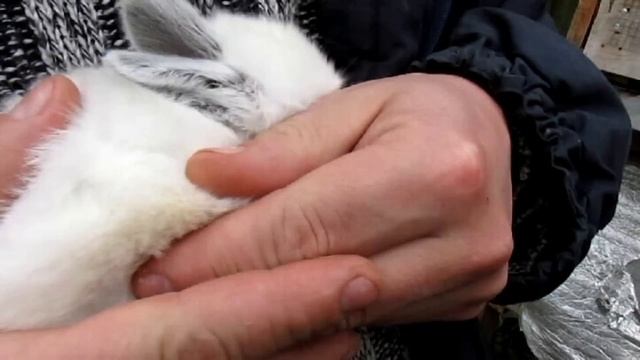 Кролики для деток. Видео про наших маленьких крольчат. Подросли - 2 недельки.