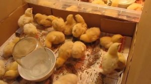 Как выбрать цыпленка, купить здоровых цыплят